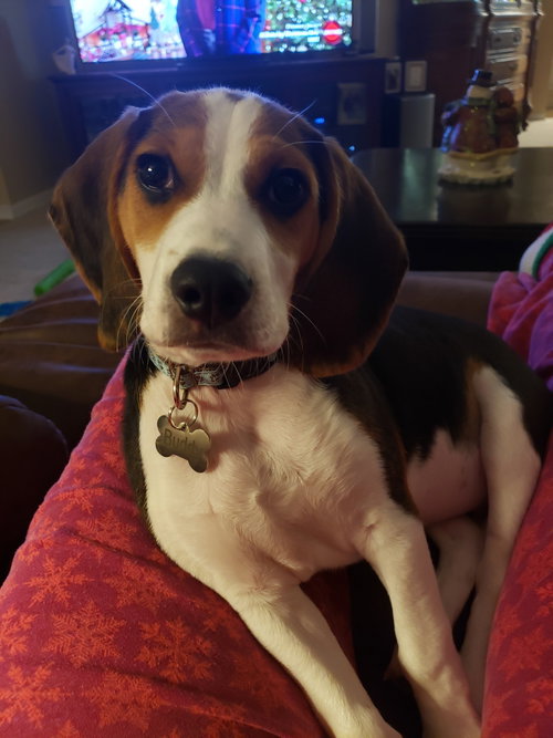 Ariel II's pup Rain
