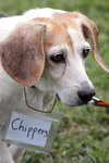 Chippers III