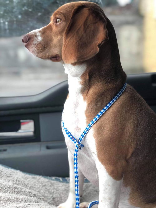 Rupert II