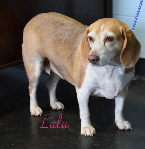 Lulu V