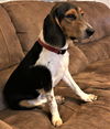 Alfie II