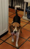 Leon