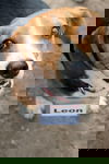 Leon