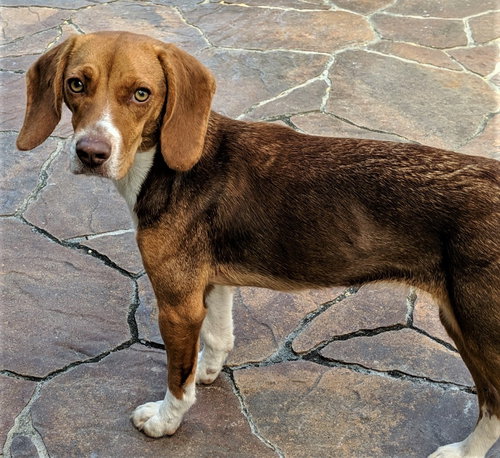 Minnie III