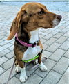 Minnie III