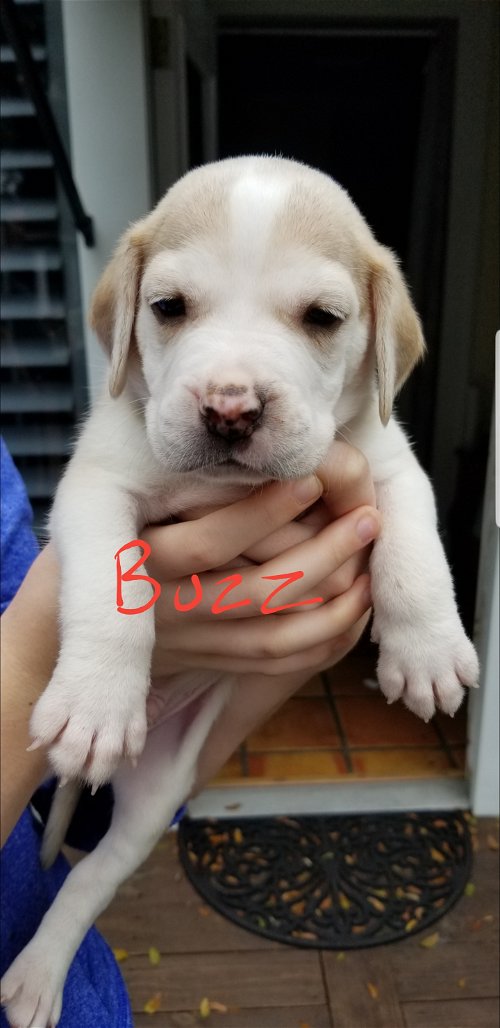 Fae's pup Buzz
