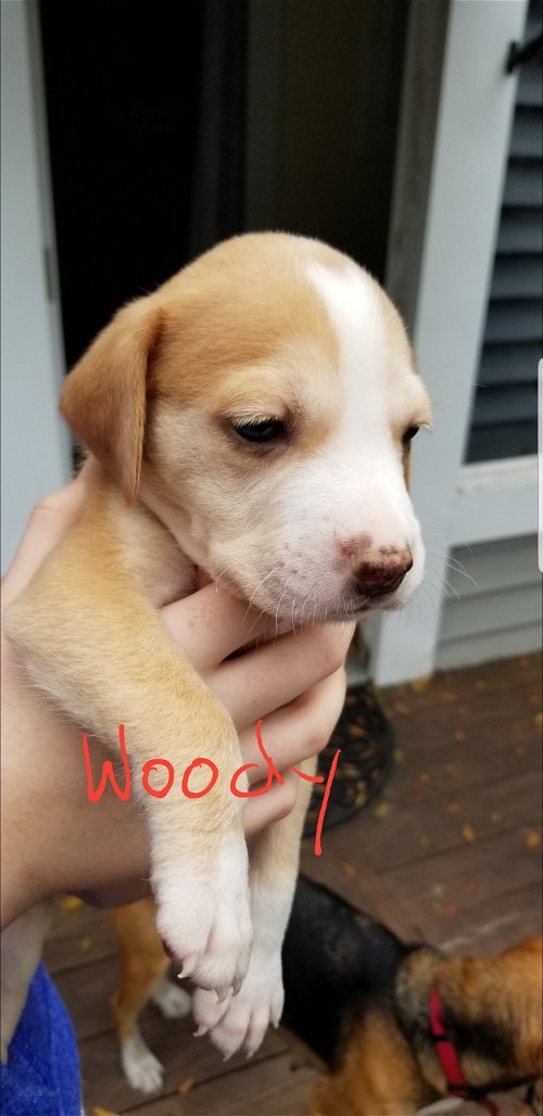 Fae's pup Woody