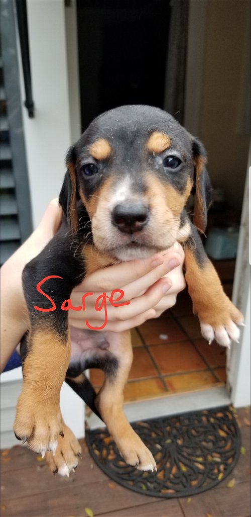 Fae's pup Sarge