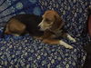 Lola II