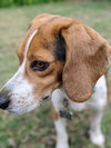 Sir Shiloh