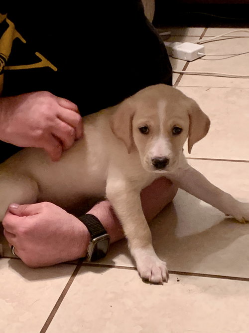 Snickers Bar's pup Butterscotch
