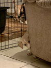 Snickers Bar's pup Butterscotch
