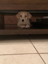 Snickers Bar's pup Butterscotch