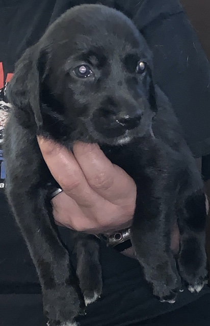 Snickers Bar's pup Tipsy