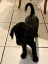 Snickers Bar's pup Tipsy