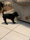 Snickers Bar's pup Tipsy