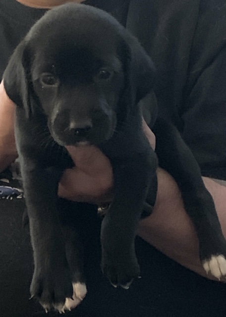 Snickers Bar's pup Joy