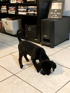 Snickers Bar's pup Joy