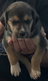 Snickers Bar's pup Butterfinger