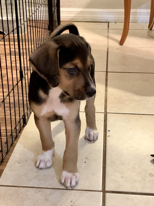 Snickers Bar's pup Butterfinger