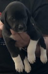 Snickers Bar's pup Junior