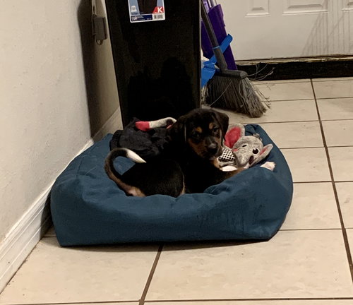 Snickers Bar's pup Junior