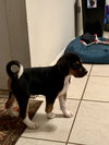 Snickers Bar's pup Junior