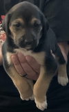 Snickers Bar's pup Reese