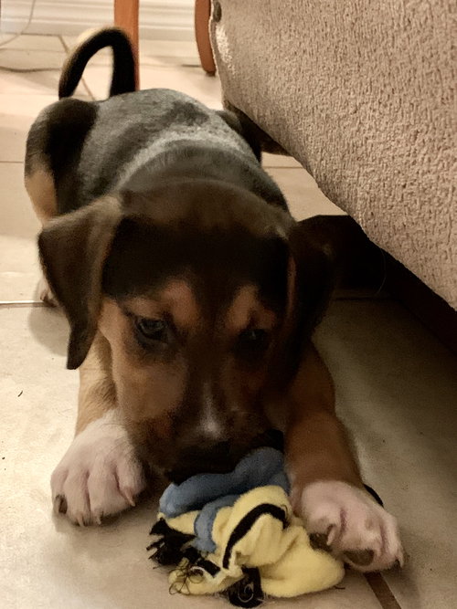 Snickers Bar's pup Reese