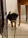 Snickers Bar's pup Reese