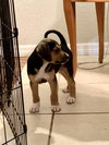Snickers Bar's pup Reese