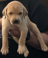 Snickers Bar's pup Skittles