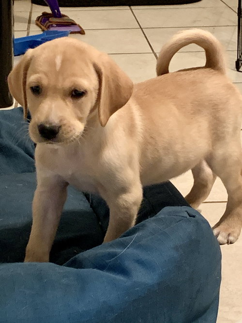 Snickers Bar's pup Skittles