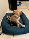 Snickers Bar's pup Skittles