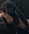 Snickers Bar's pup Tootsie