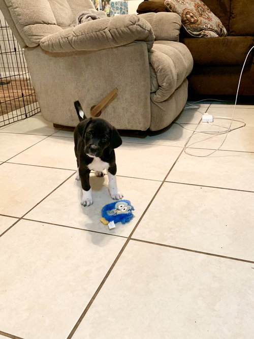 Snickers Bar's pup Tootsie