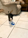 Snickers Bar's pup Tootsie