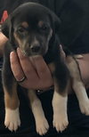 Snickers Bar's pup York