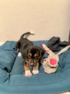 Snickers Bar's pup York
