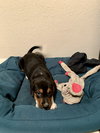 Snickers Bar's pup York