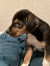 Snickers Bar's pup York