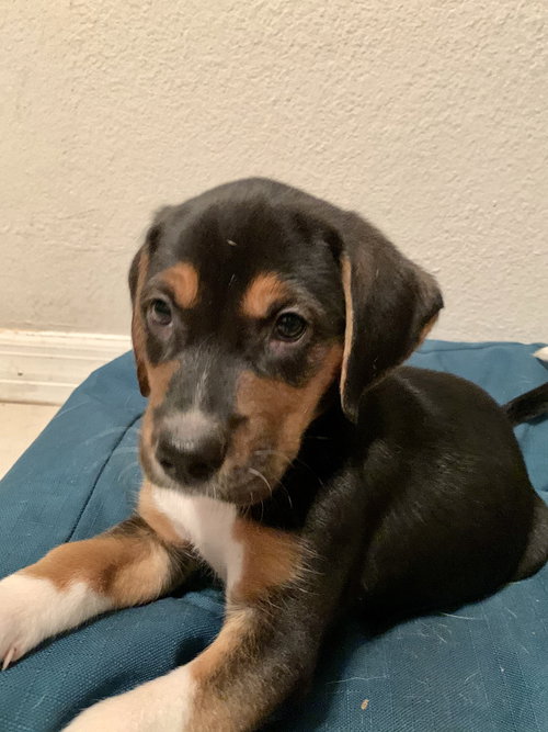 Snickers Bar's pup York