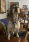Douglas