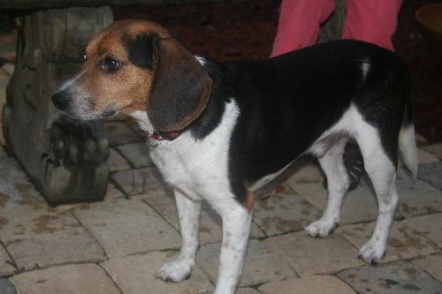 Buster IV