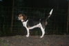 Buster IV