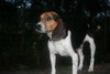 Buster IV