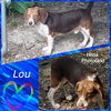Lou II