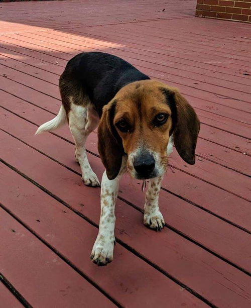 Hucklebeagle Pecan