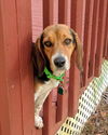 Hucklebeagle Pecan