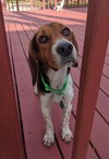 Hucklebeagle Pecan